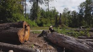 How Our Tree Care Process Works  in  Delphi, IN