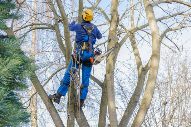 Delphi, IN Tree Care Company