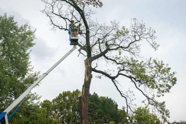 Best Tree Disease Treatment  in Delphi, IN