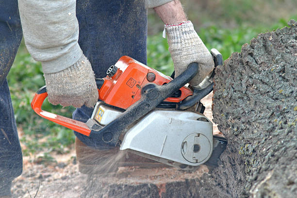Best Tree and Shrub Care  in Delphi, IN